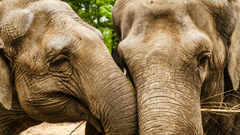 8 Wilayah Persebaran Fauna di Dunia